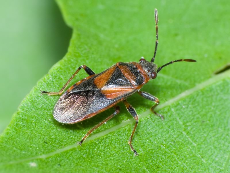 Arocatus melanocephalus (Fabricius, 1798)